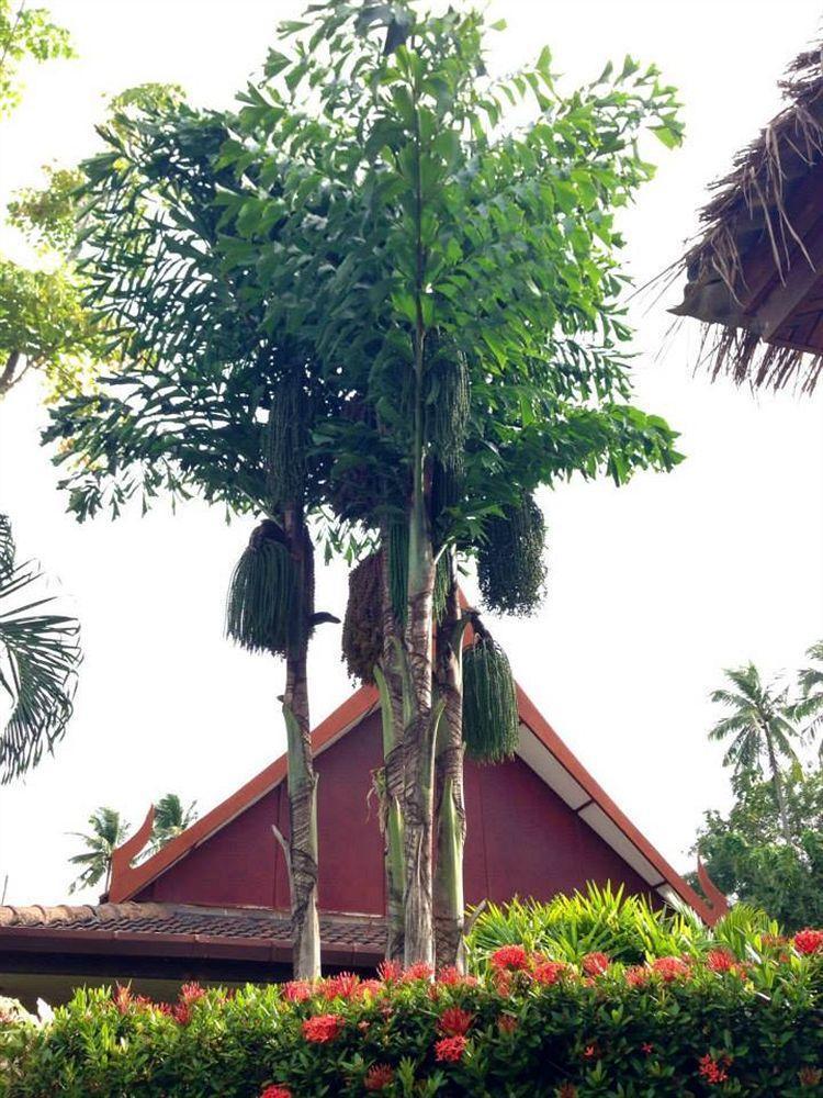 Palm Garden Resort Rawai Buitenkant foto